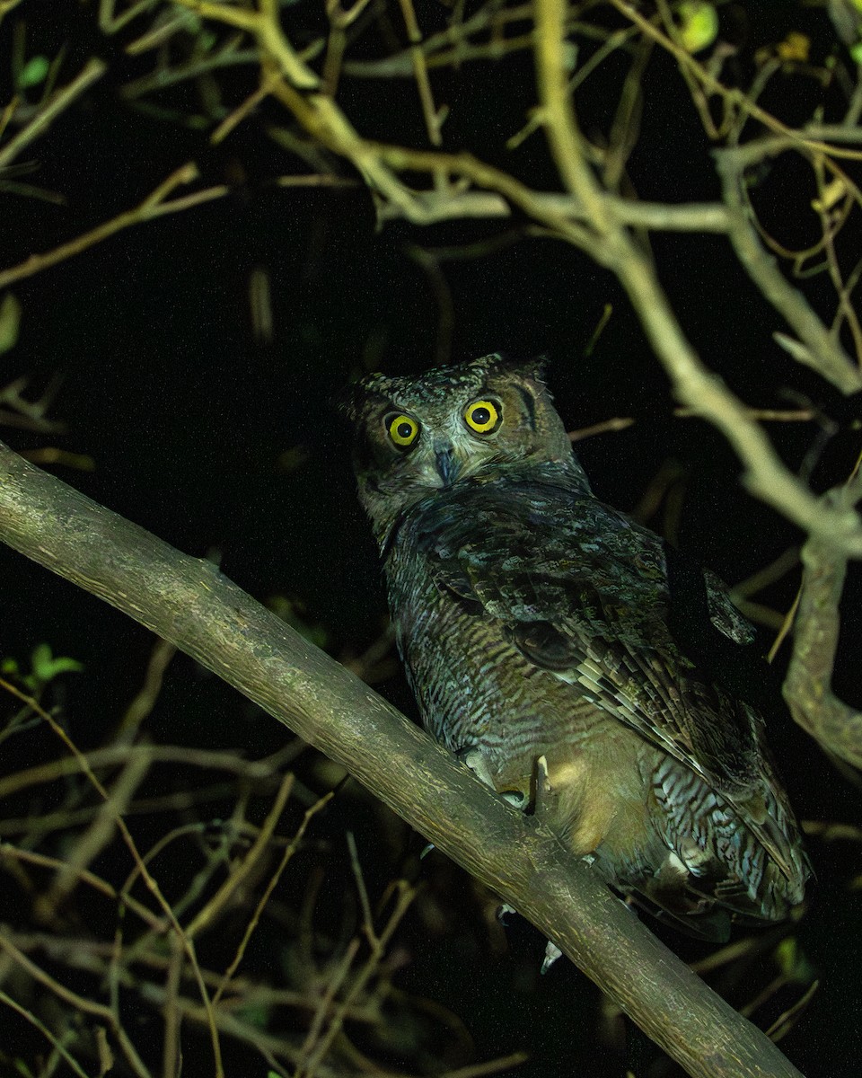 Arabian Eagle-Owl - ML658902972