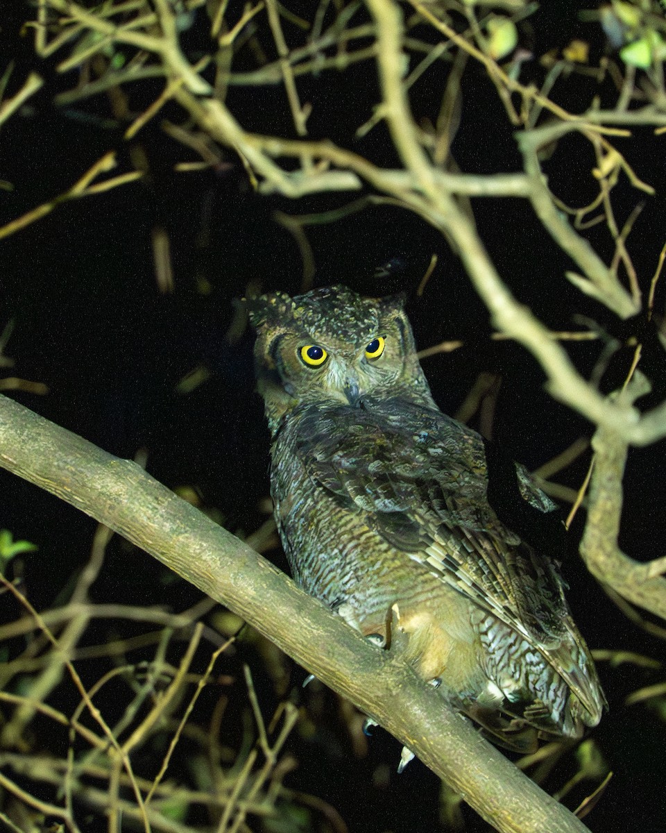 Arabian Eagle-Owl - ML658902973