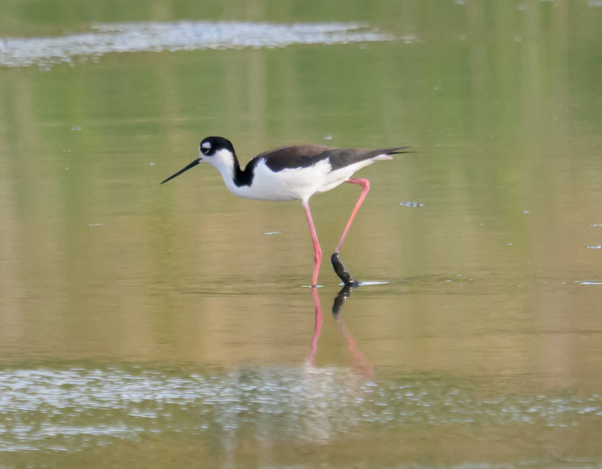 Black-necked Stilt - ML658903638