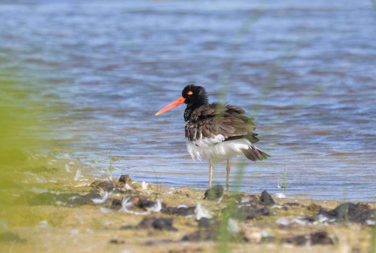 American Oystercatcher - ML658903646