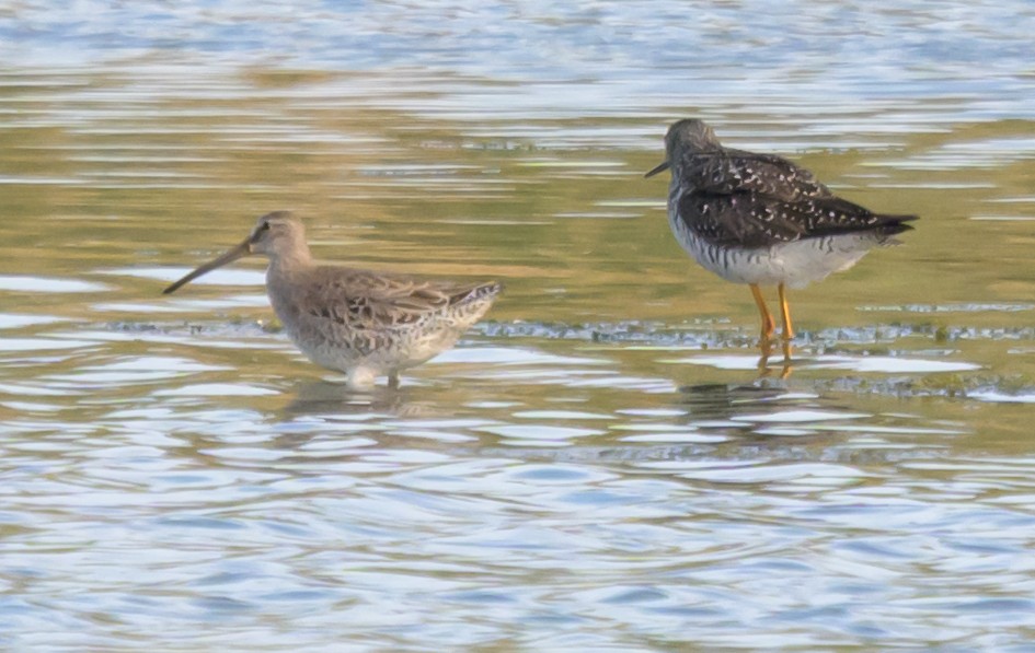 Short-billed Dowitcher - ML658903663