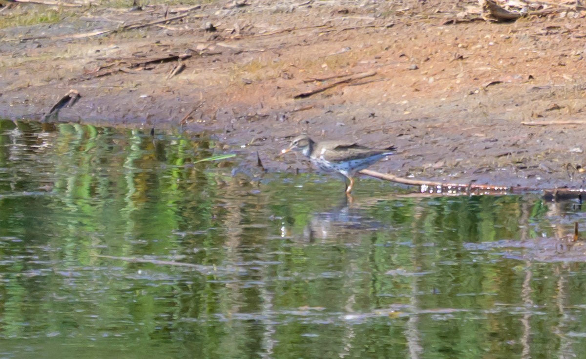 Spotted Sandpiper - ML658903674