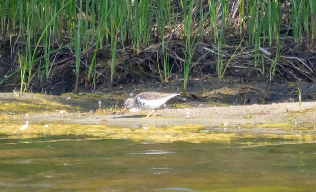 Spotted Sandpiper - ML658903675