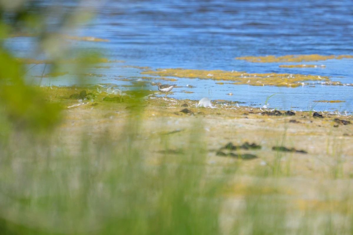 Spotted Sandpiper - ML658903676