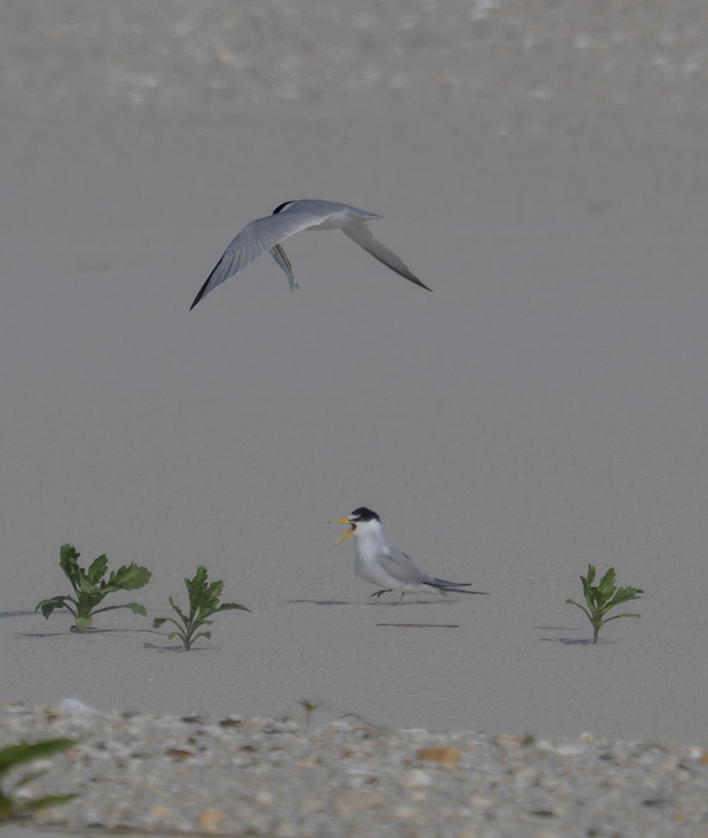Least Tern - ML658903687