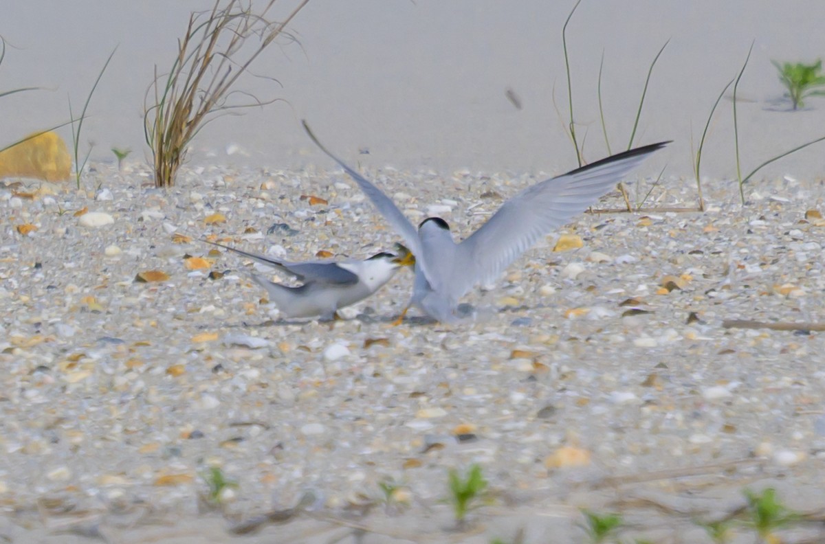 Least Tern - ML658903688