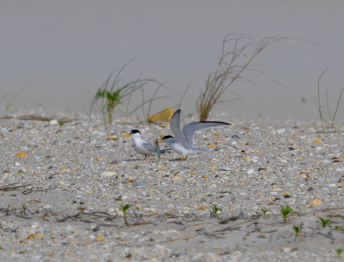 Least Tern - ML658903689