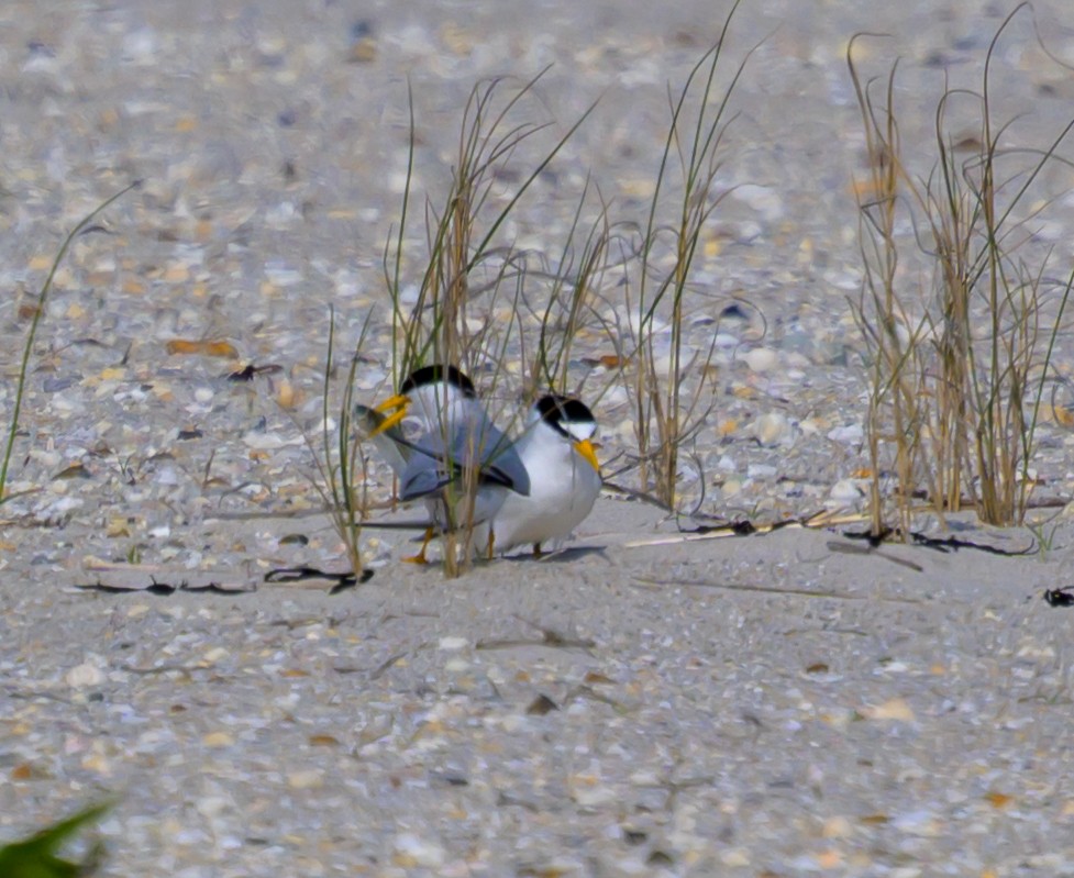 Least Tern - ML658903748
