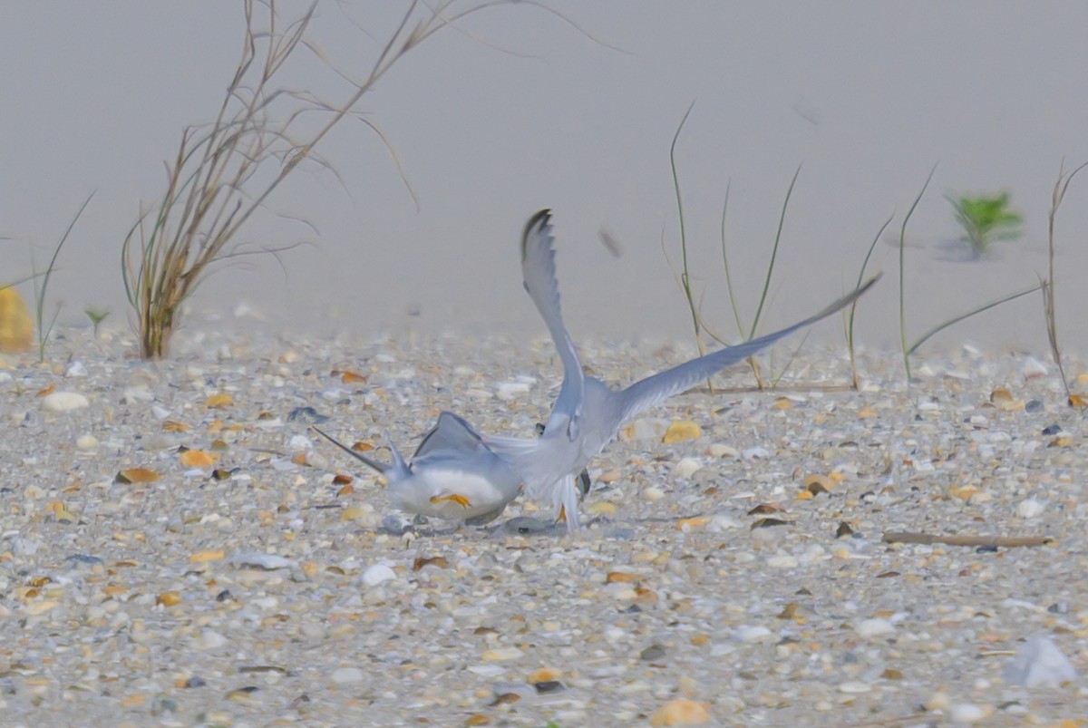 Least Tern - ML658903749
