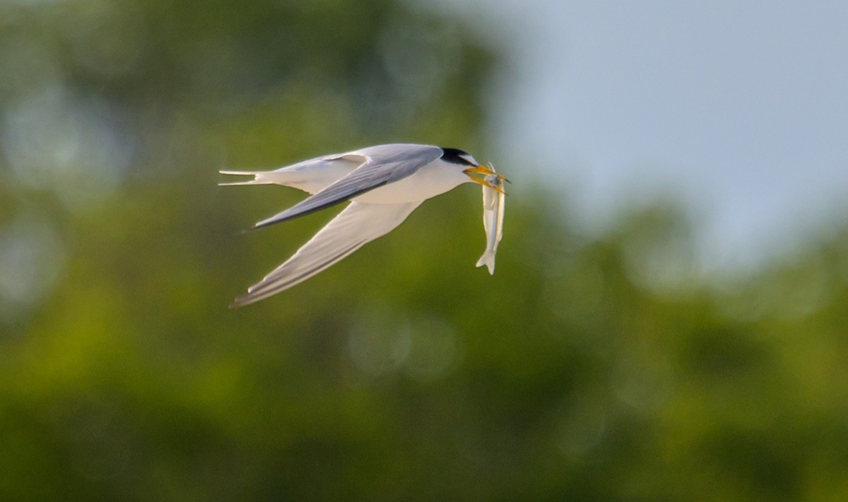 Least Tern - ML658903750