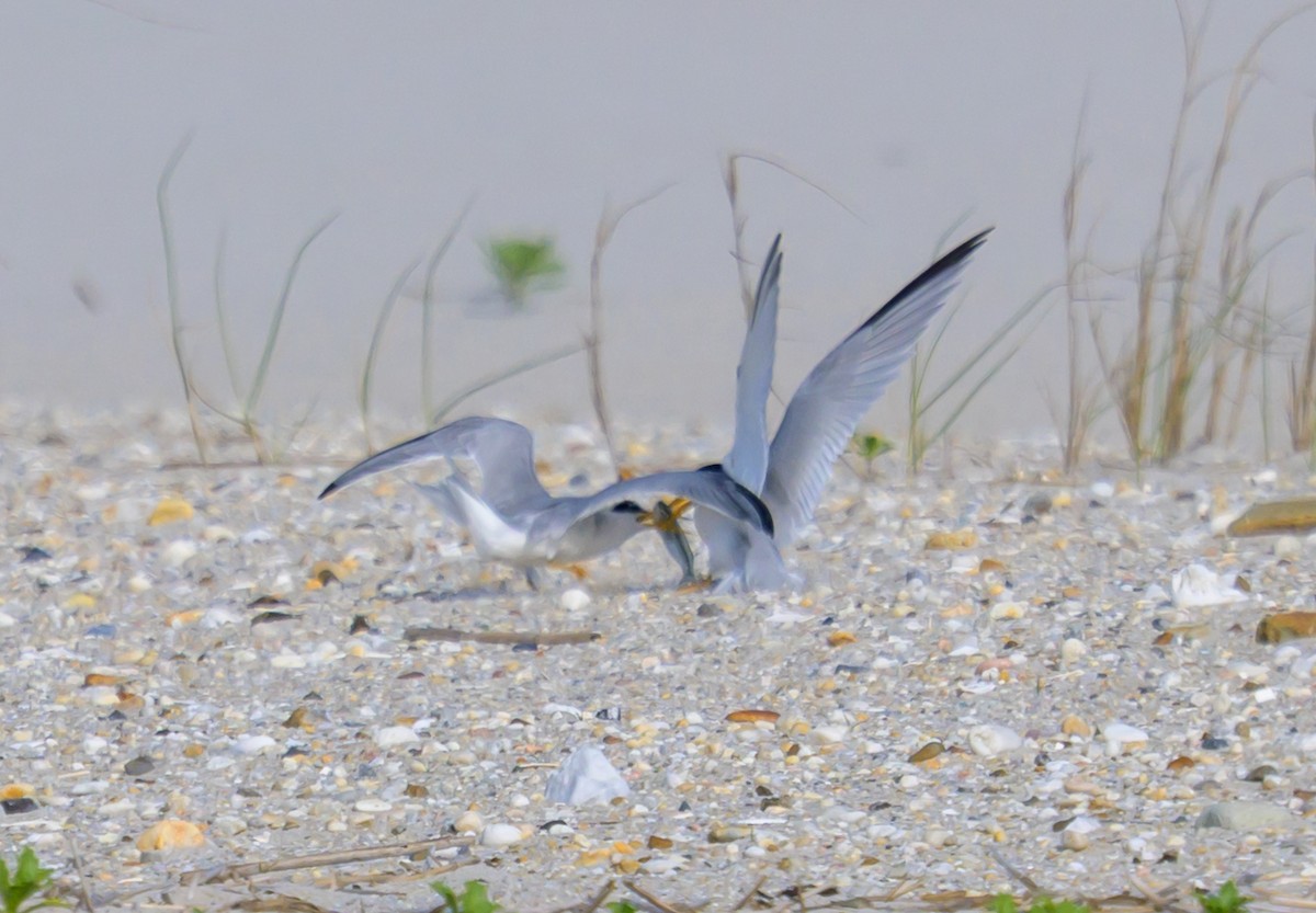 Least Tern - ML658903751