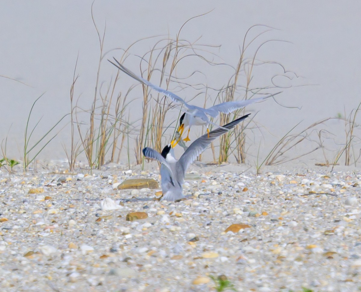 Least Tern - ML658903752
