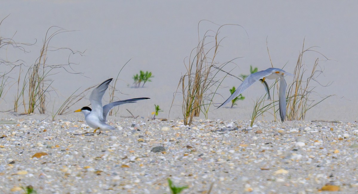 Least Tern - ML658903753