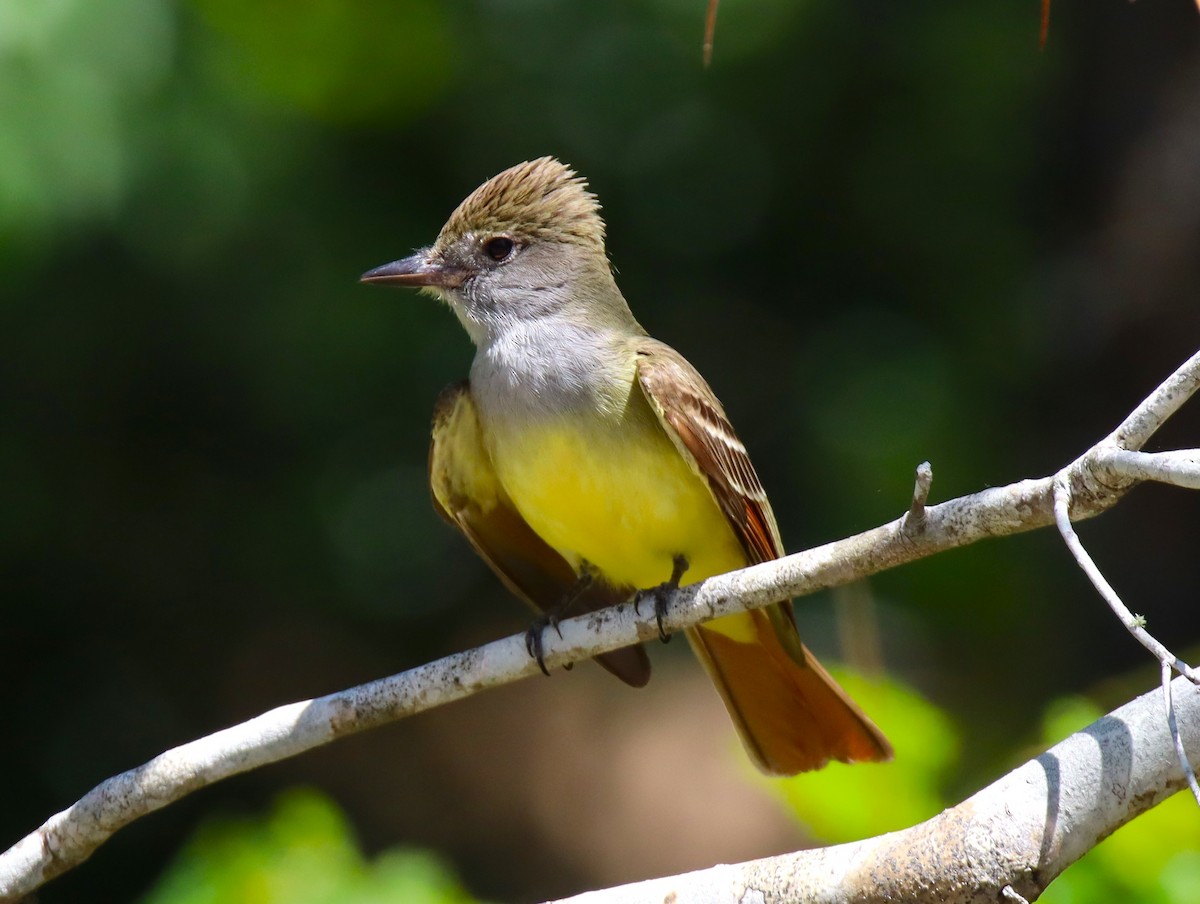 Great Crested Flycatcher - ML658904224
