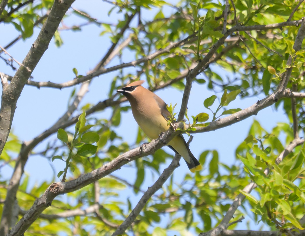 Cedar Waxwing - ML658904250