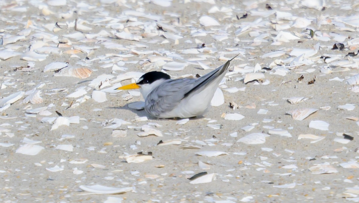 Least Tern - ML658904264