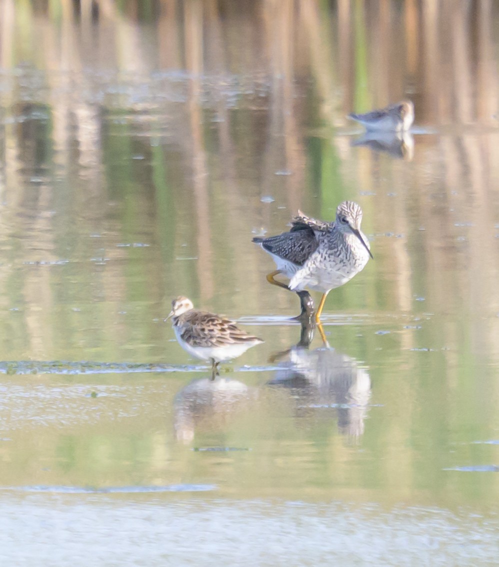 Least Sandpiper - ML658904278