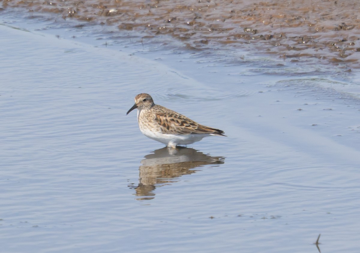 Least Sandpiper - ML658904279