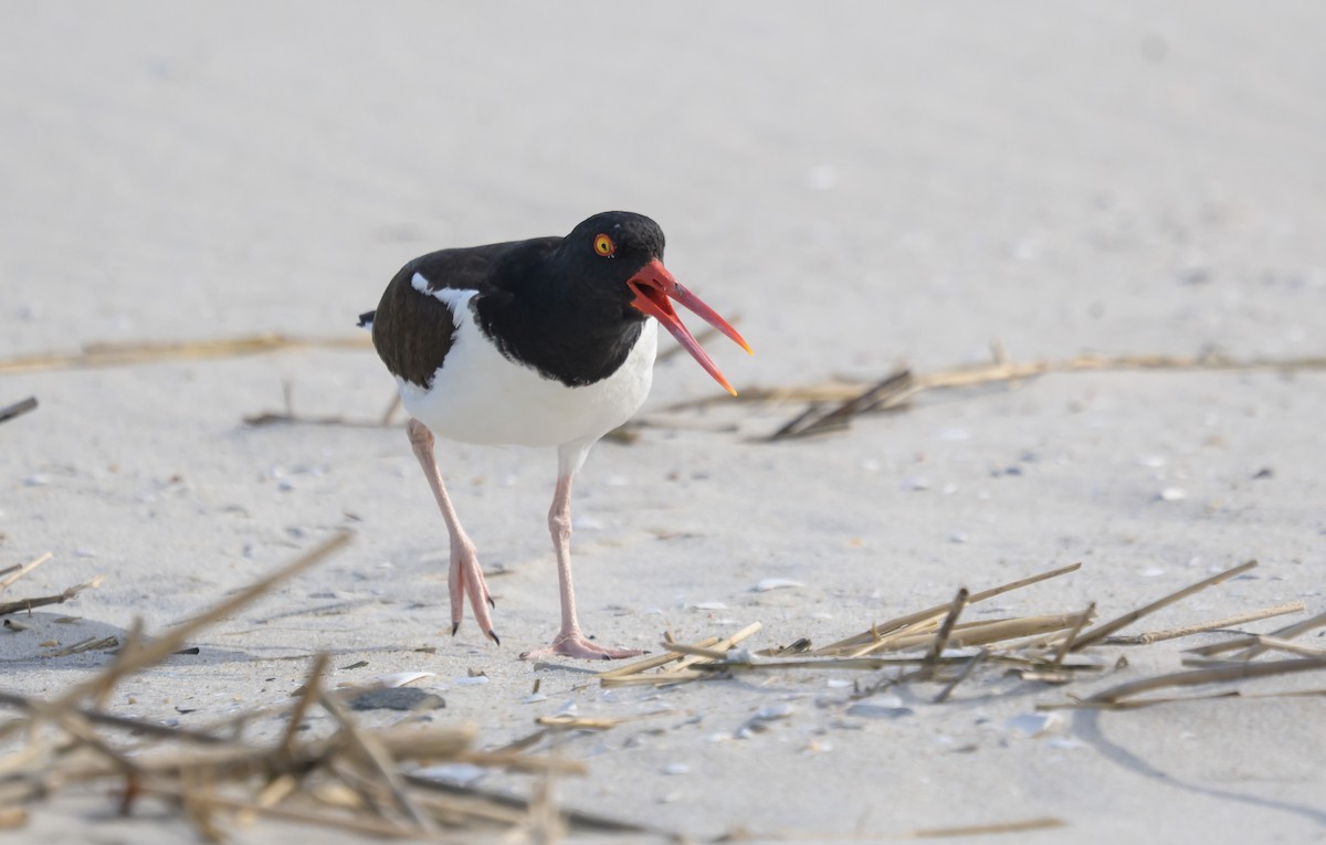 American Oystercatcher - ML658904328