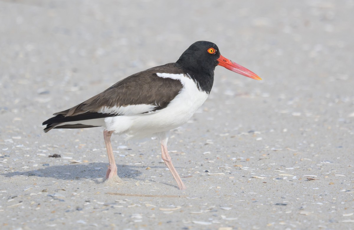 American Oystercatcher - ML658904329