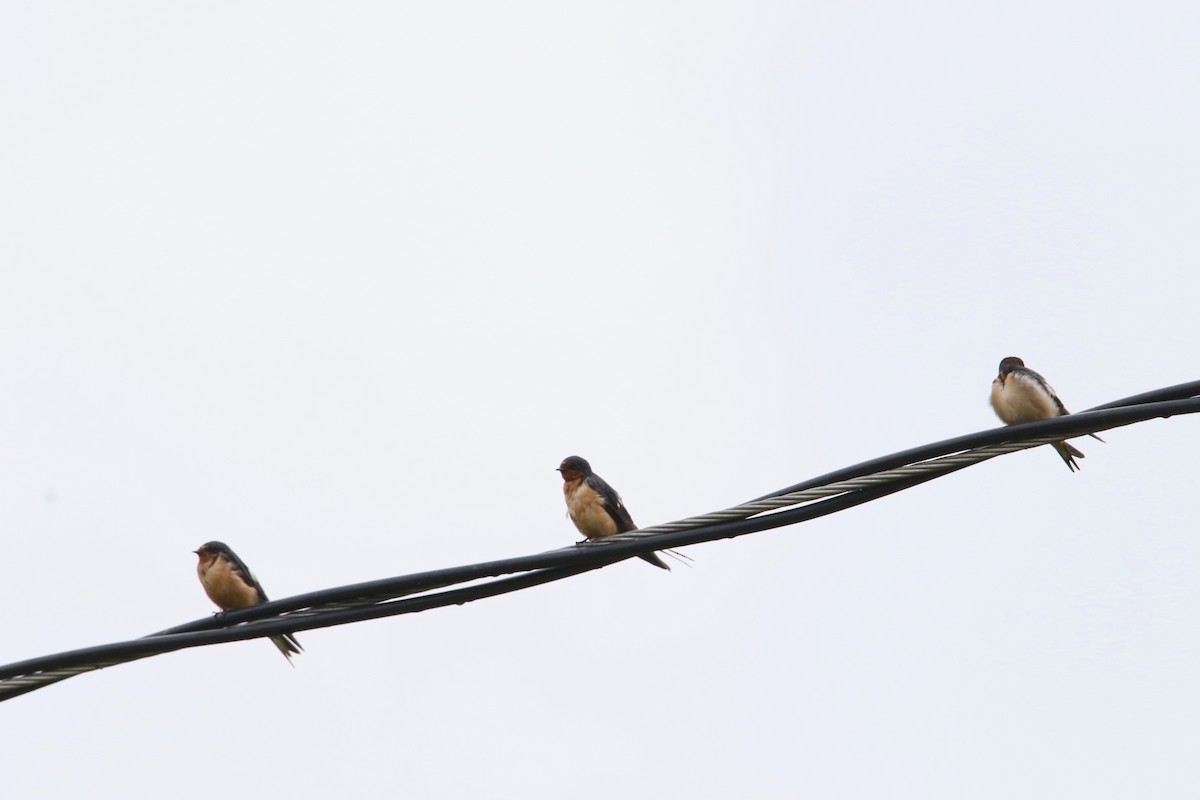 Barn Swallow - Ann Van Sant