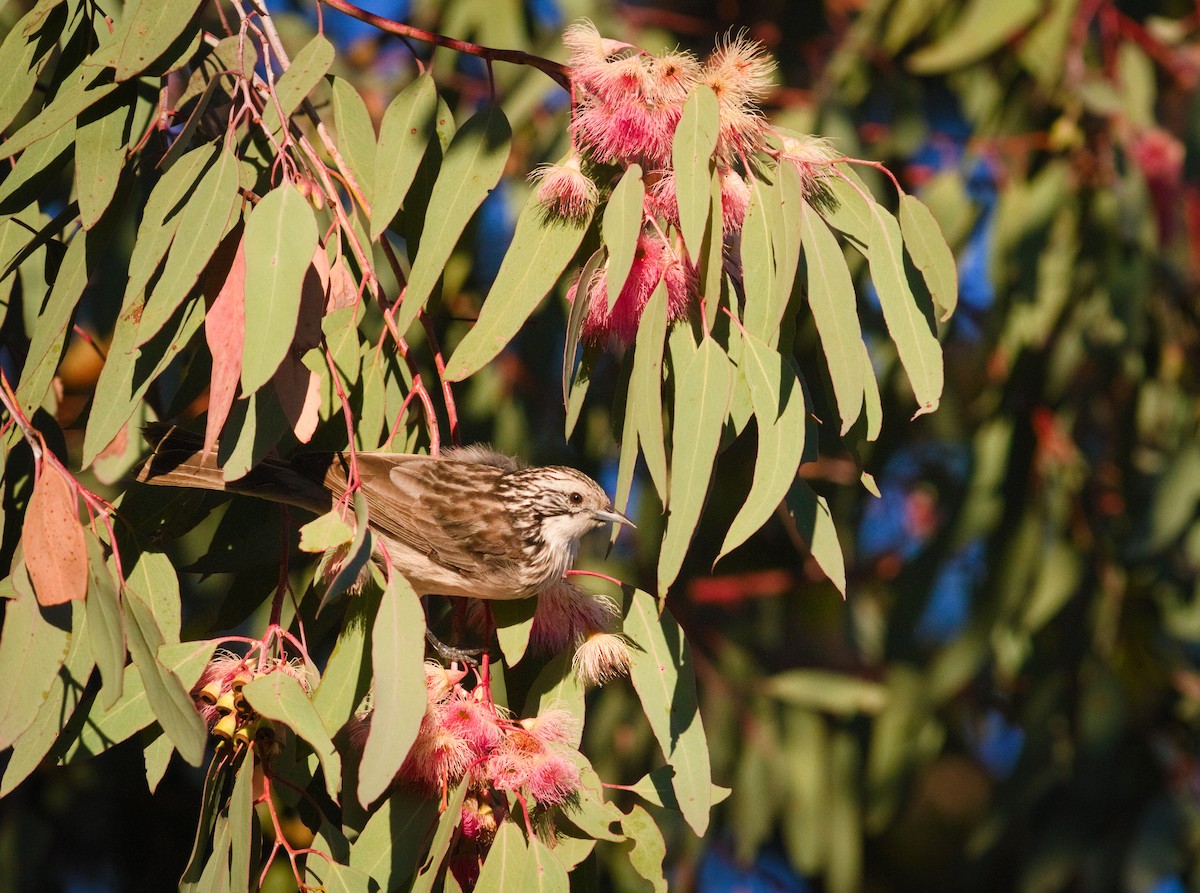 Striped Honeyeater - ML658906135