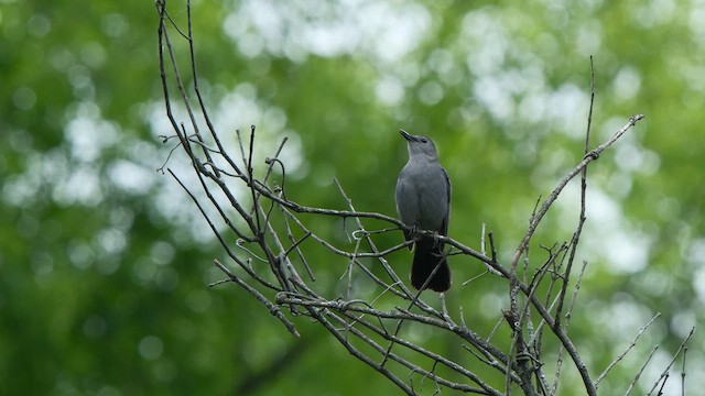 Katzenspottdrossel - ML658908415