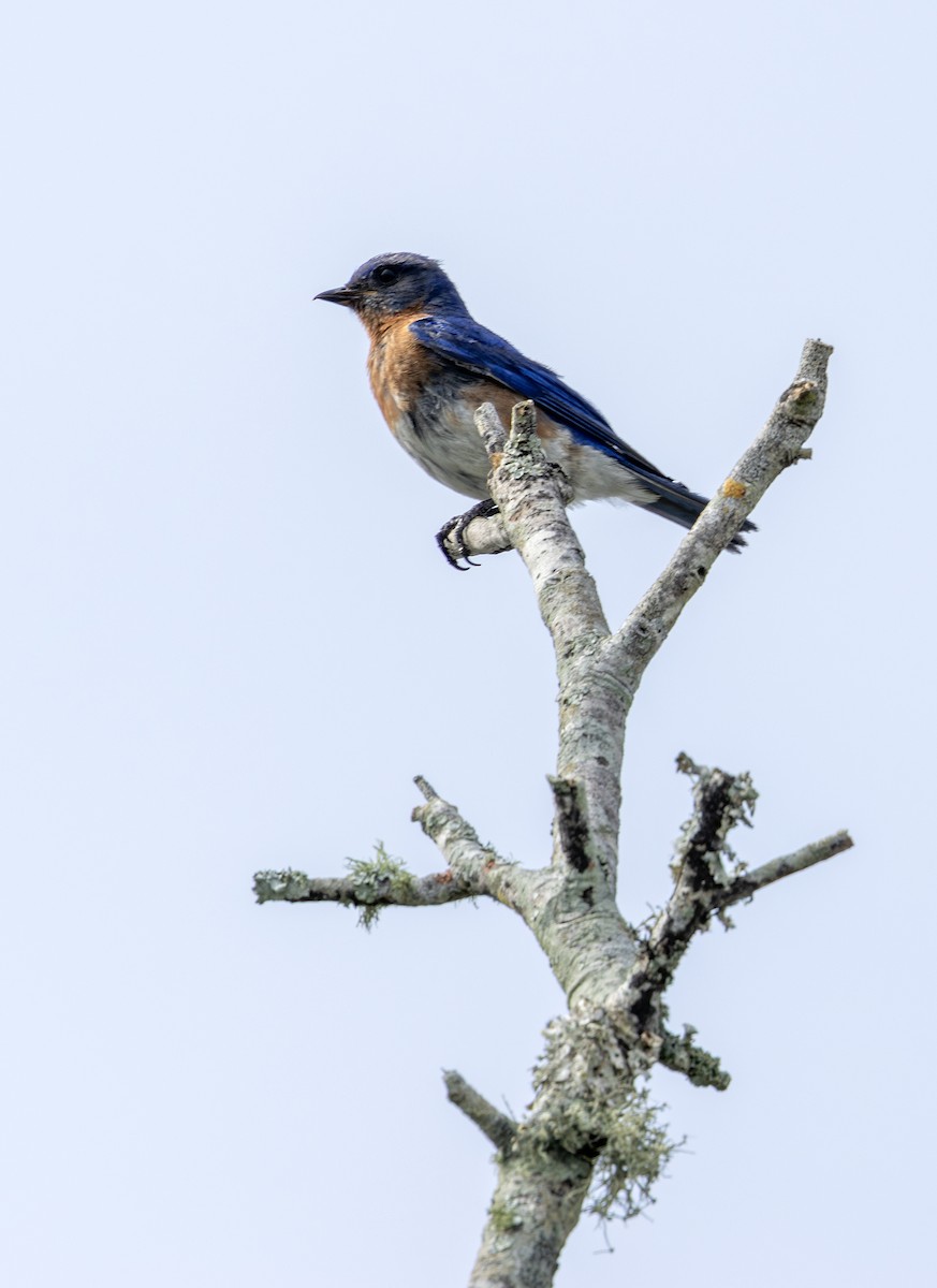 Eastern Bluebird - ML658908544