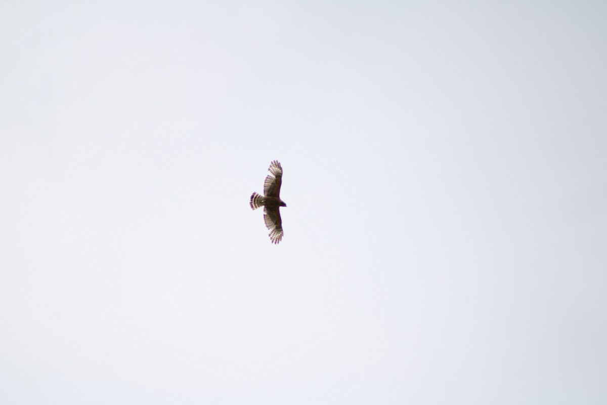 Red-shouldered Hawk - ML658908718