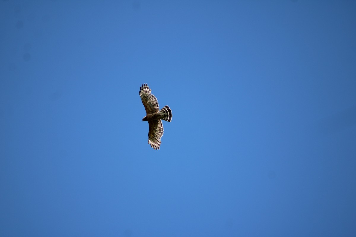 Red-shouldered Hawk - ML658908719