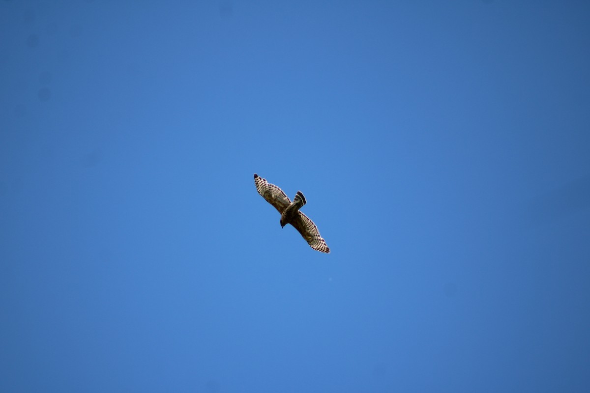 Red-shouldered Hawk - ML658908720