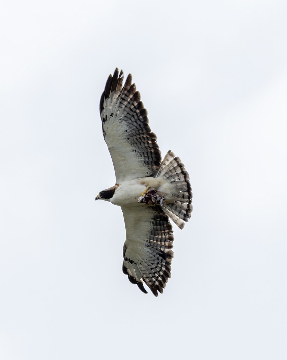 Short-tailed Hawk - ML658909282