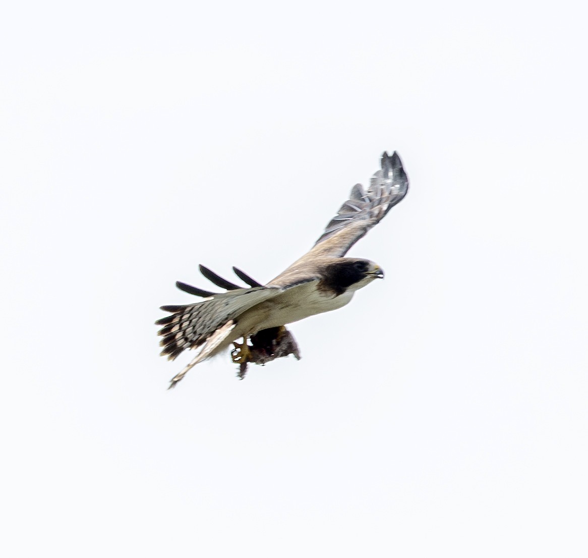 Short-tailed Hawk - ML658909775