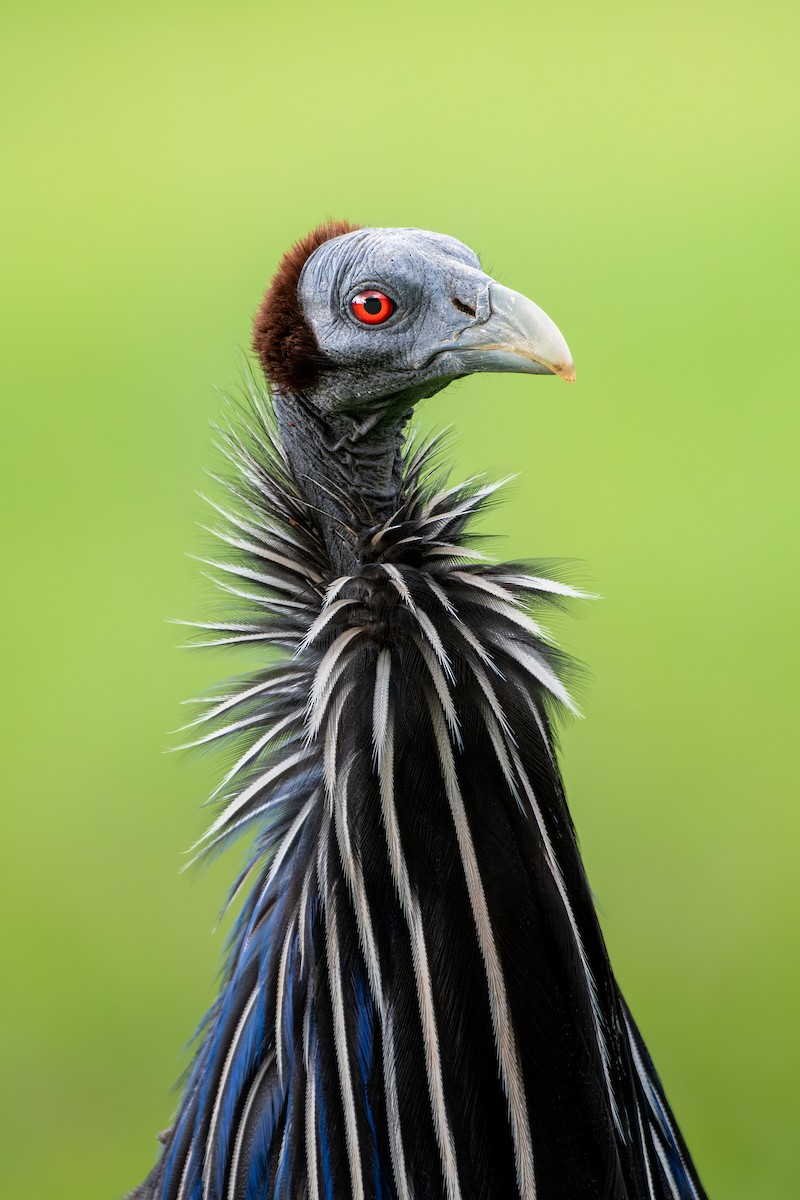 フサホロホロチョウ - ML658909792