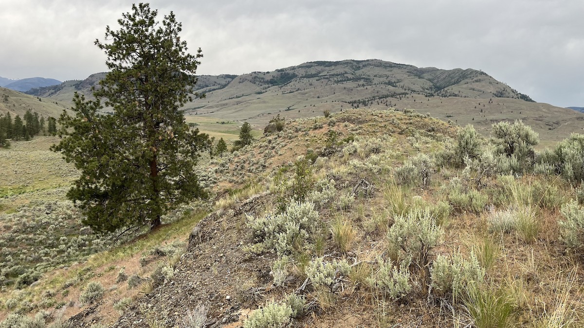 null - ML658910477