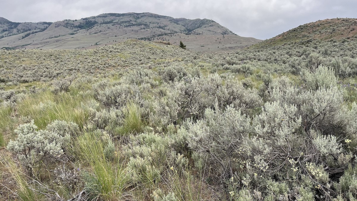 null - ML658910479