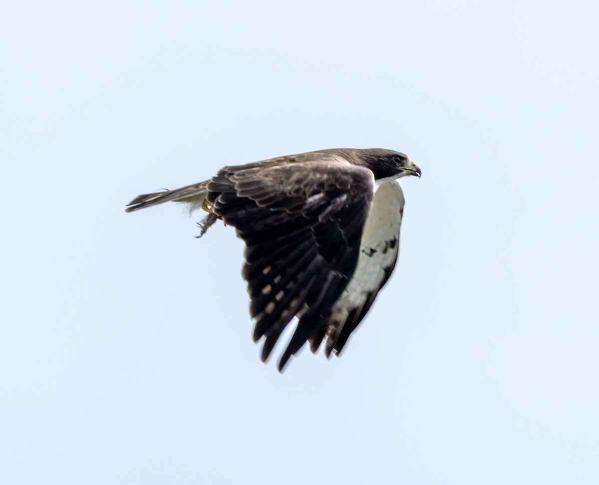 Short-tailed Hawk - ML658910620