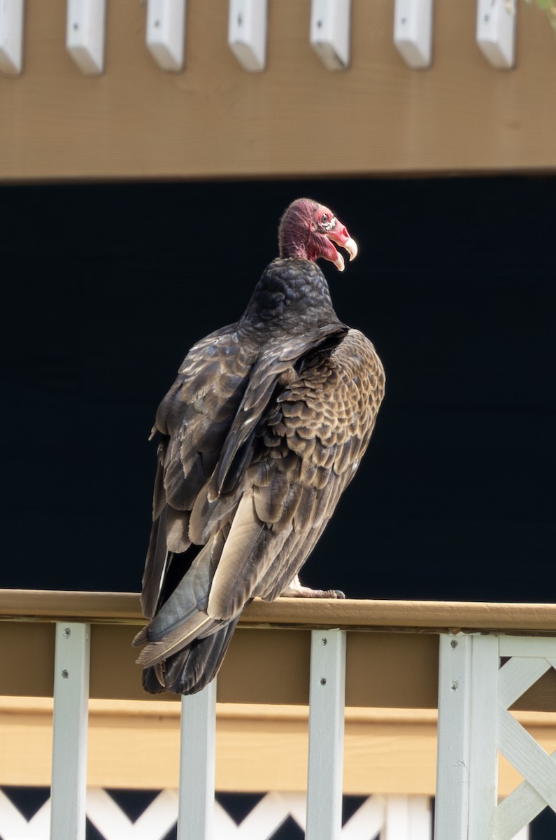 Turkey Vulture - ML658910990