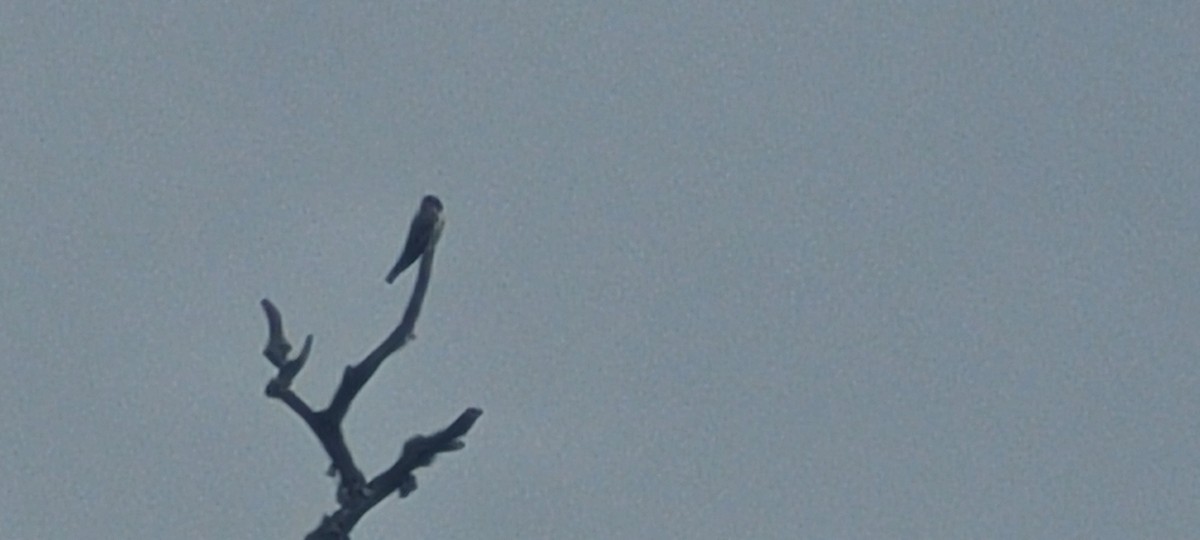 Olive-sided Flycatcher - ML658911125