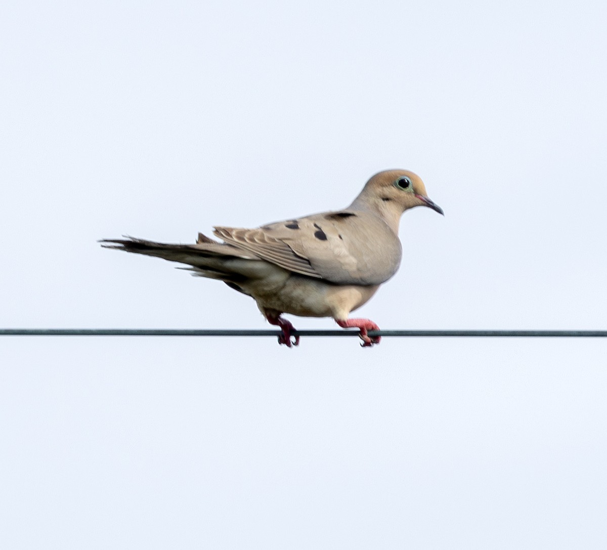 Mourning Dove - ML658911384