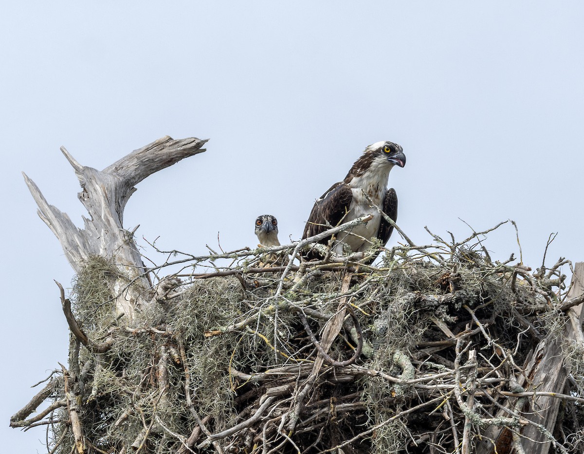 Osprey - ML658911767