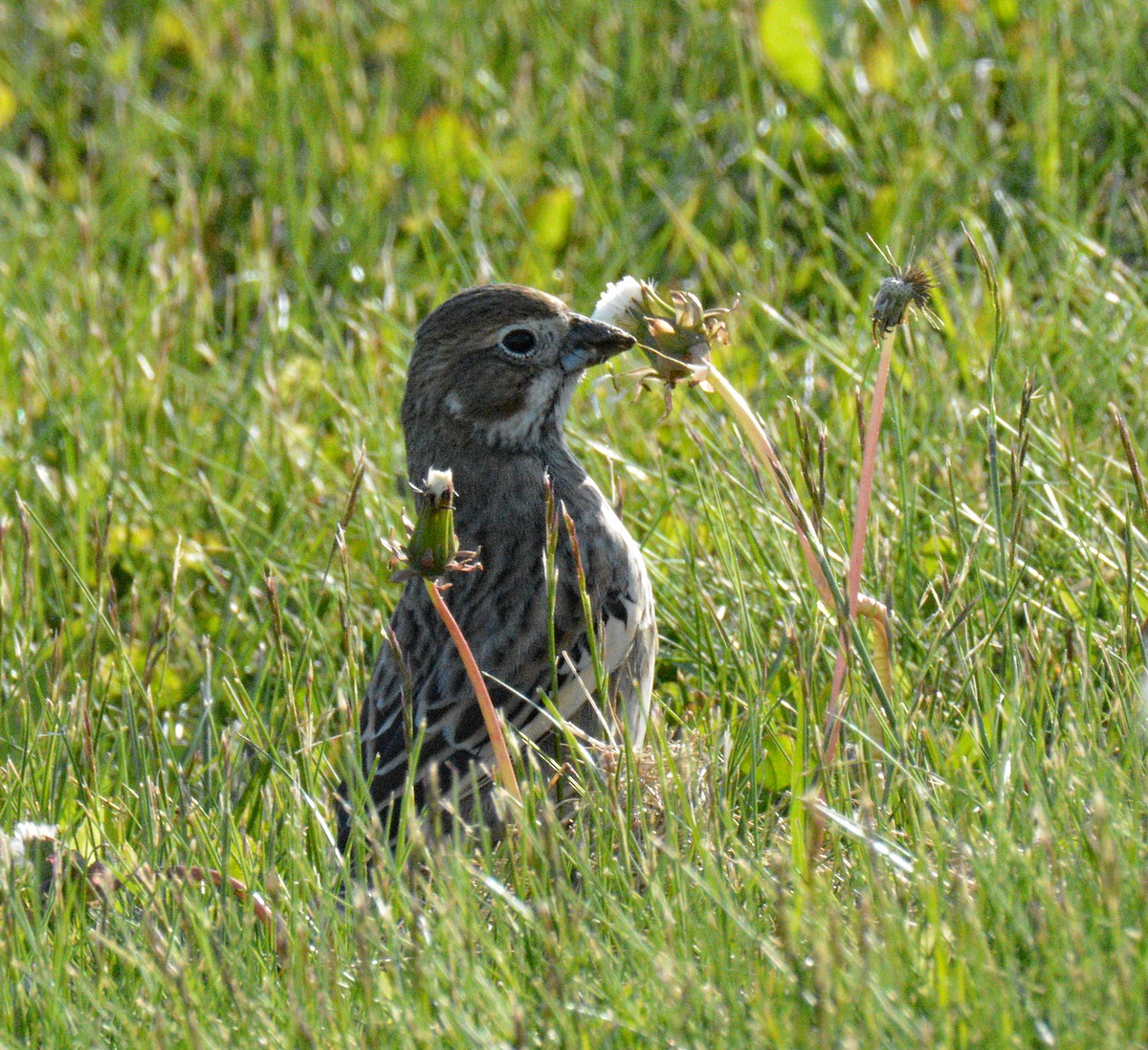 Lark Bunting - ML658912452