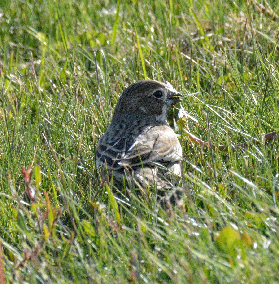 Lark Bunting - ML658912453