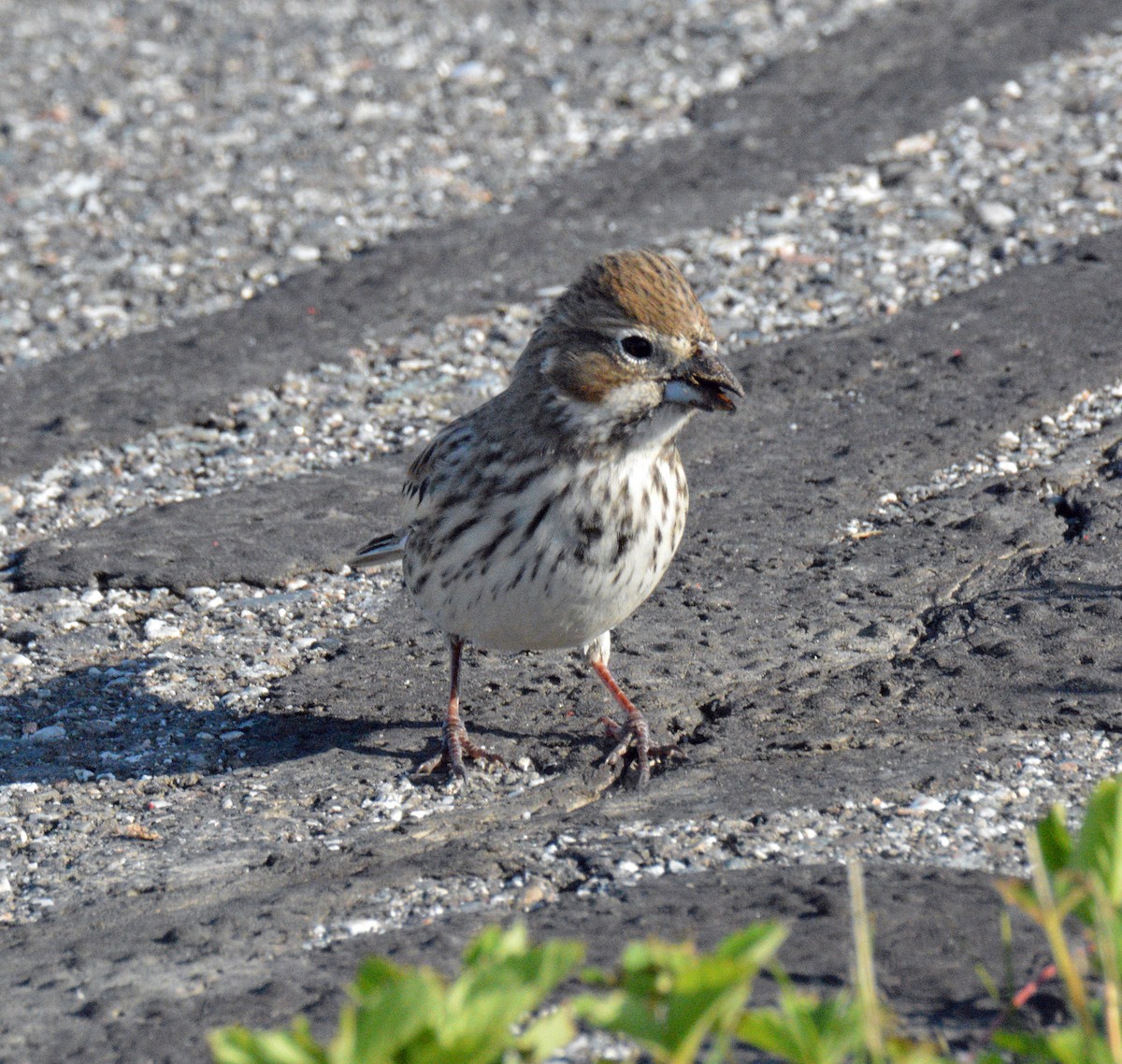 Lark Bunting - ML658912455