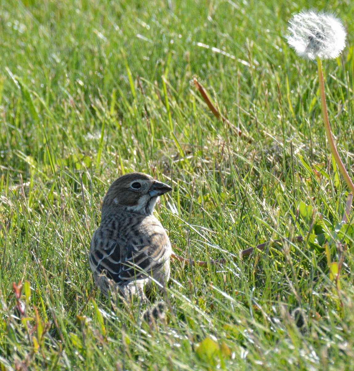 Lark Bunting - ML658912456