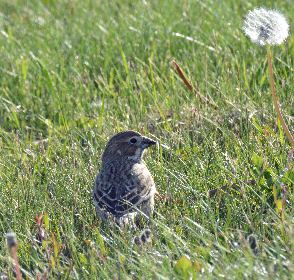 Lark Bunting - ML658912457