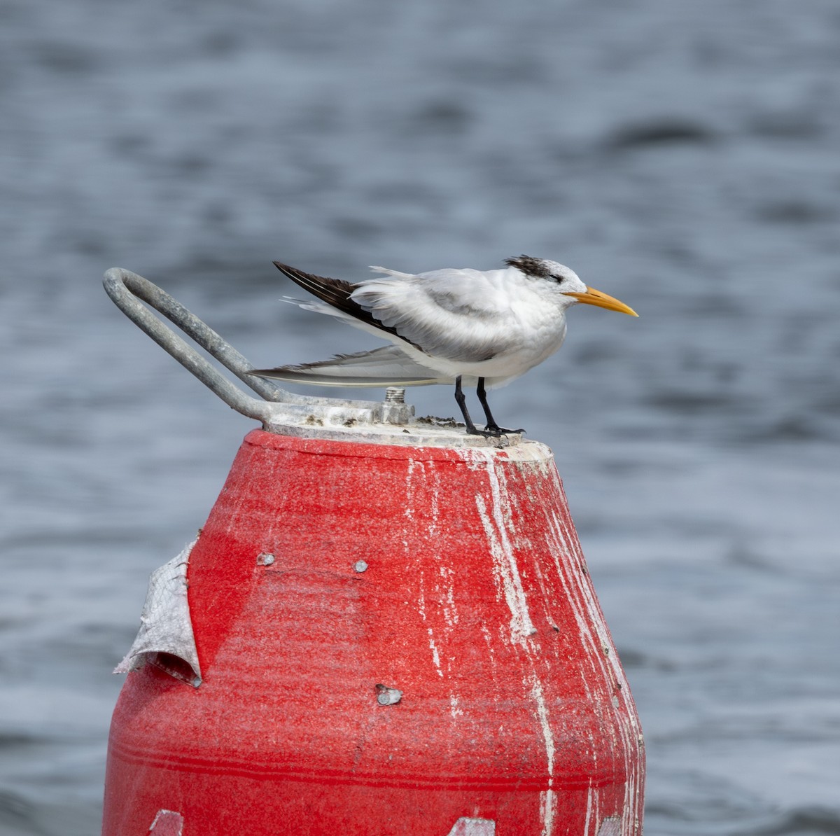 Royal Tern - ML658912934