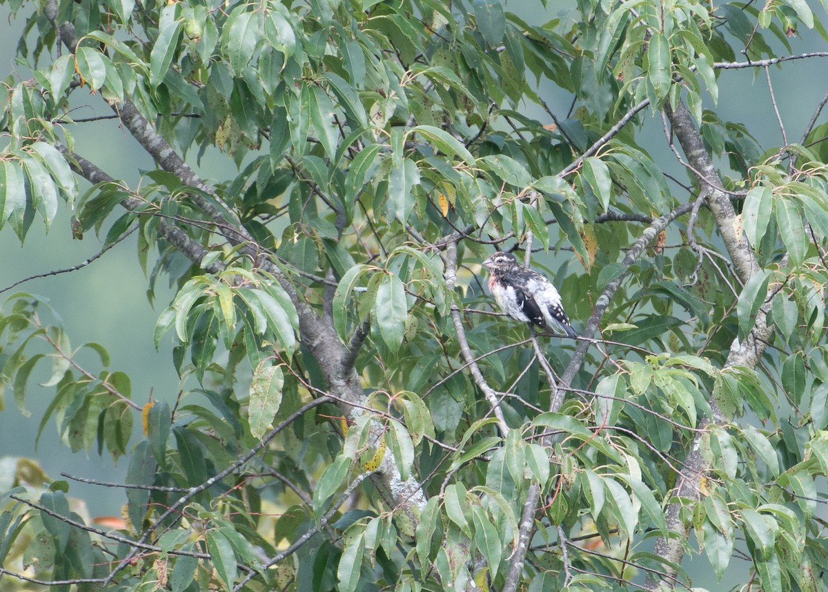 Rose-breasted Grosbeak - ML65891331