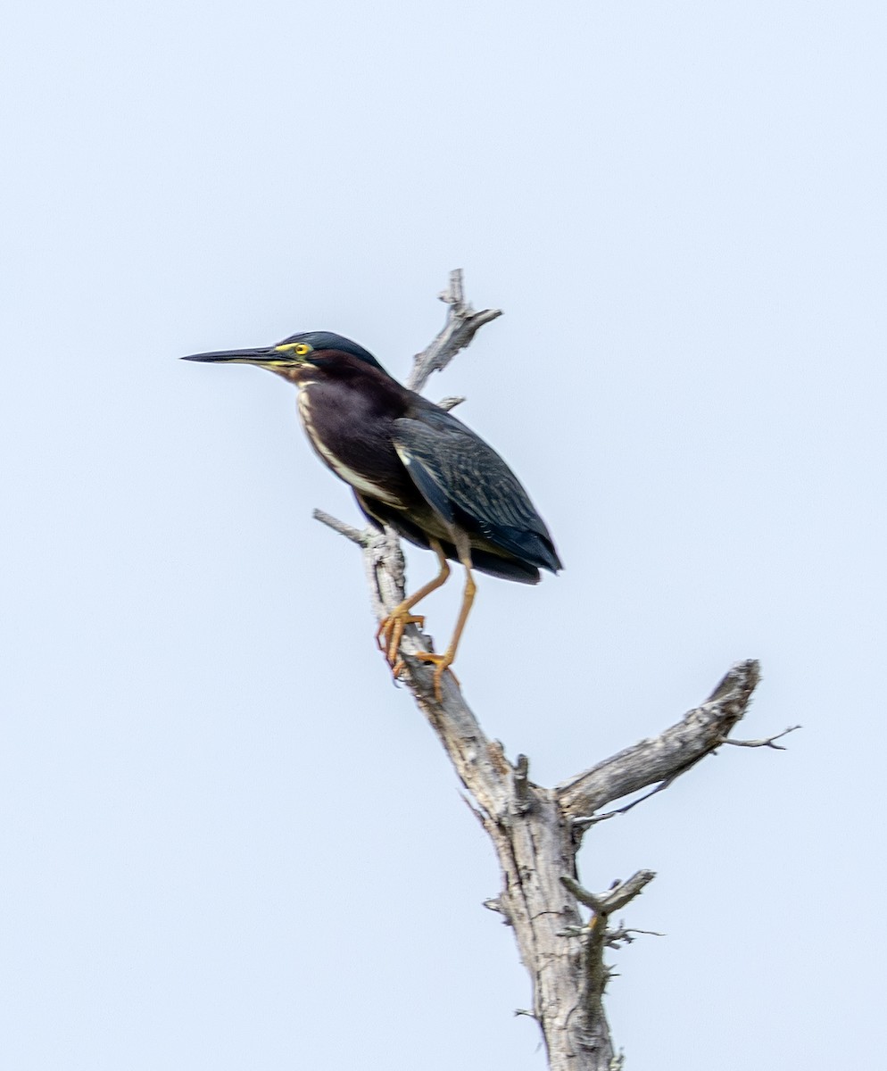 Green Heron - ML658913459