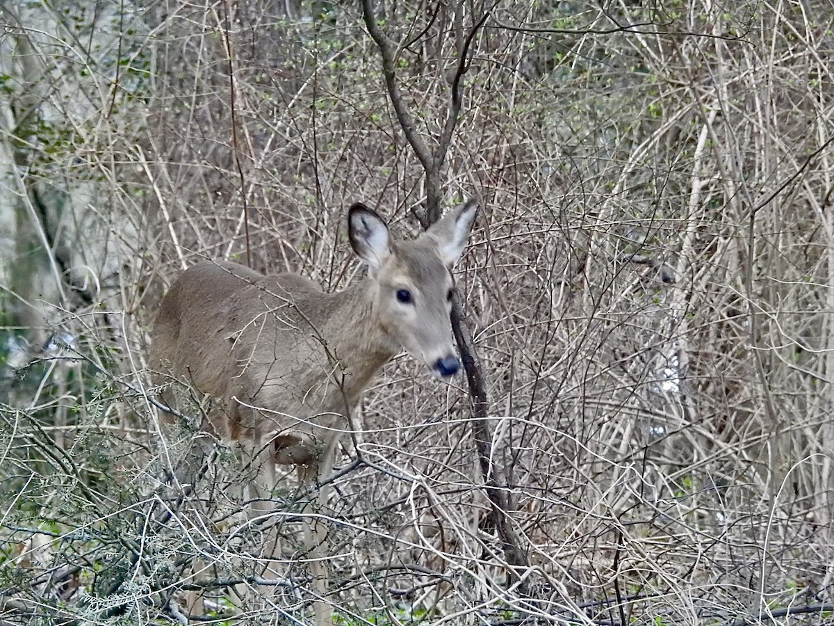 White-tailed Deer - ML658914244